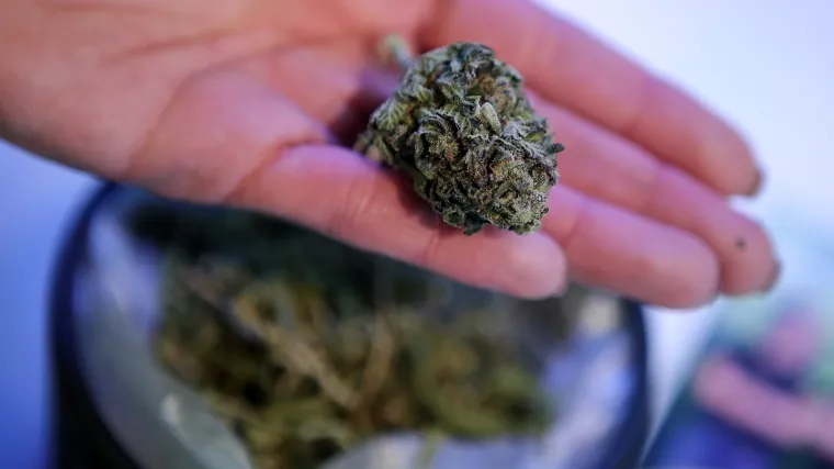 Biljke visoke 6 metara u nesvakida&scaron;njem vrtu usred Osijeka: 'Plan nam je vratiti konoplju u Slavoniju'