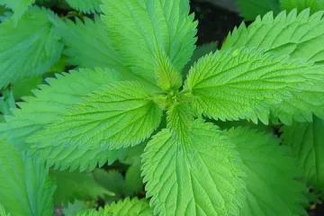 Juha od kopriva ukusna, brza i jednostavna za pripremu