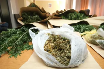 Pravi rajski vrt pun marihuane: Do šest metara visoke biljke konoplje rastu u Višnjevcu u Osijeku