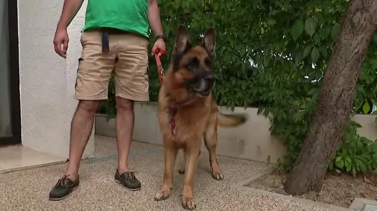 &Scaron;etnja Maksimirom pretvorila se u horor! Psa su mu napale divlje svinje: 'Čuo sam nekakvo roktanje. Pa je zastenjao'