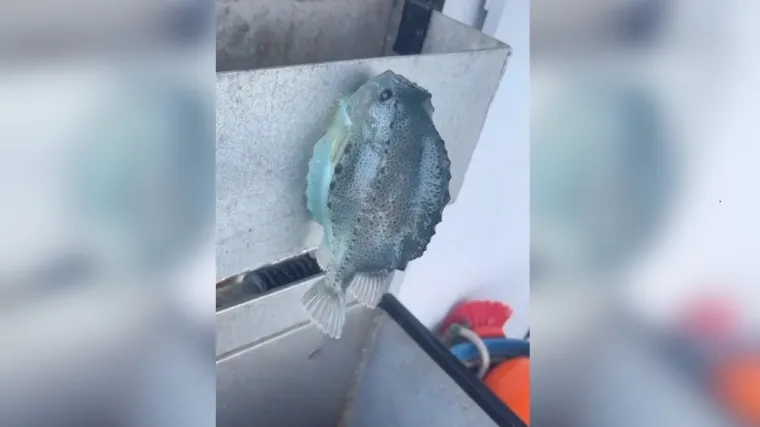 Ulovite li ikad ovu neobičnu ribu, zadržite je koju sekundu, postoji vjerovanje &scaron;to obavezno morate učiniti