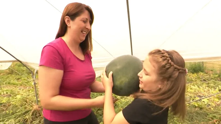 Slavonija i Neretva prepune lubenica. RTL Danas otkriva tajnu kako naći onu pravu, kao i odgovor je li voće ili povrće