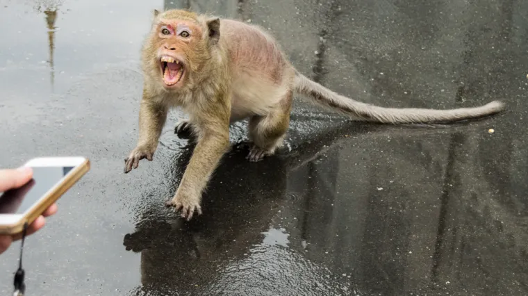 Veterinar umro od rijetke zaraze koju prenose majmuni: Ba&scaron; kao i kod covida, prvo je sve sličilo na gripu...