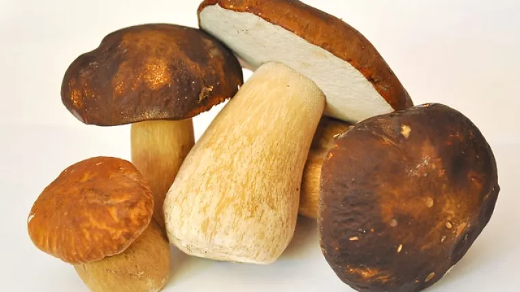 Krem namaz s vrganjima