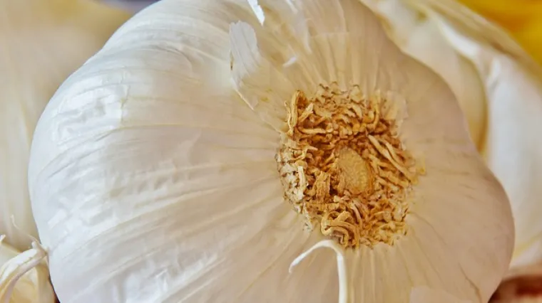 Marinada za divljač sa senfom i če&scaron;njakom