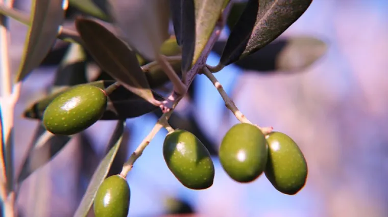 Slani kolačići s maslinama i pancetom