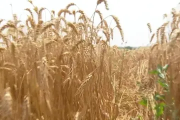 Divljač im uništava usjeve, ostavlja goleme štete, a poljoprivrednici ih ni ne prijavljuju jer se teško mogu naplatiti. Potraga istražuje zašto i postoji li rješenje