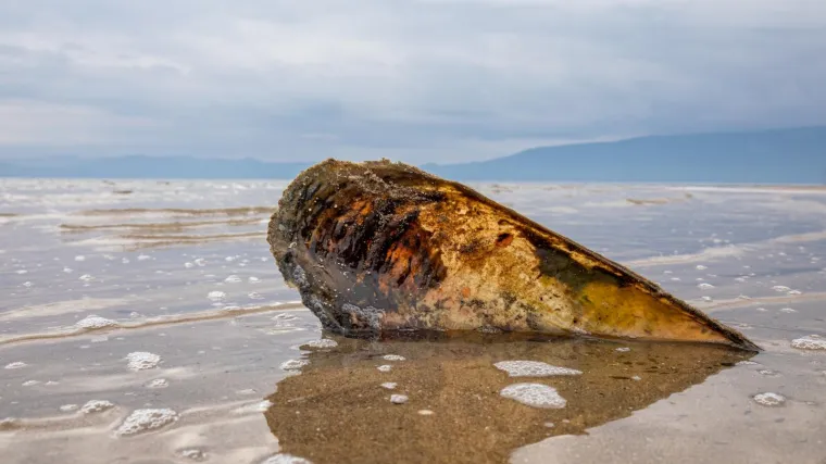 Turist iz mora izvadio 29 periski: Ministarstvo objavilo apel i zatražilo pomoć građana