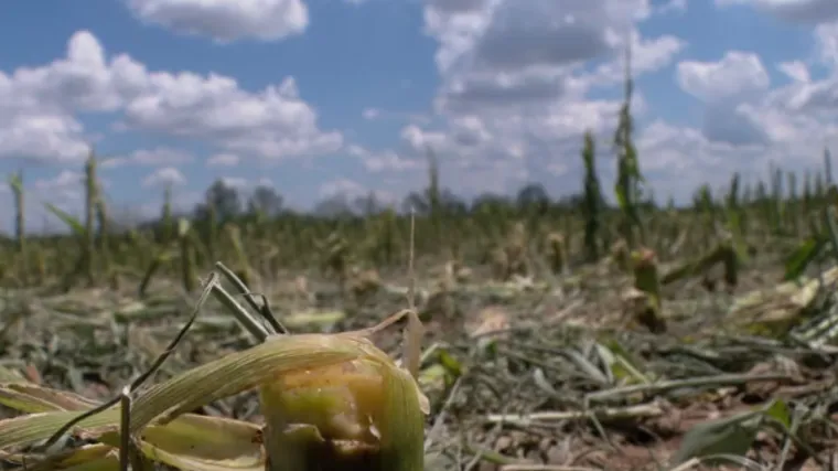 Šteta zbog elementarnih nepogoda više od pola milijarde kuna. Poljoprivrednici vape za pomoći, a evo kada bi je mogli dobiti