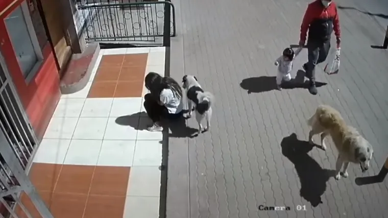 Sigurni smo da pamti i bolje uvode u tjedan: Djevojku na ulici pas zamijenio za grmlje