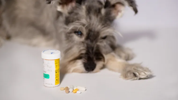 Hoće li lijek za pse biti spas protiv Covida? Američki znanstvenici otkrili da može zaustaviti umnožavanje virusa