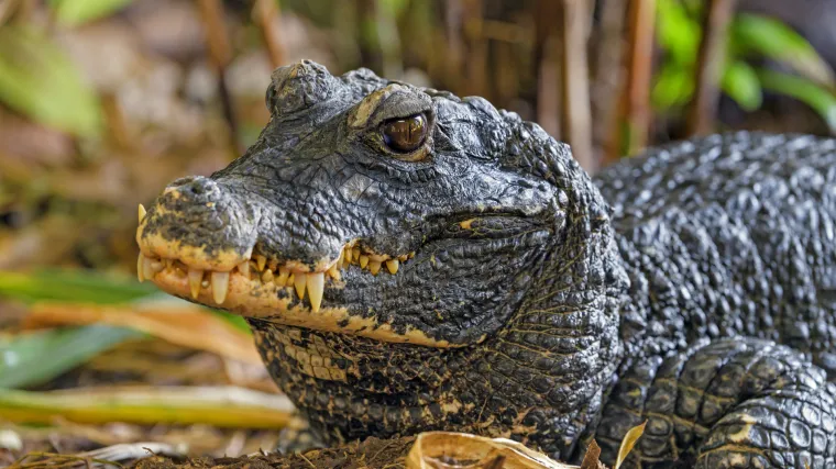 Krokodilska uzbuna u Če&scaron;koj: Već danima po Ostravi traže opasnog odbjeglog gmaza, vlasniku se ne pi&scaron;e dobro