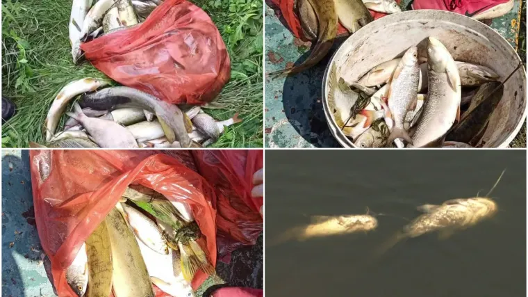 Tone mrtvih &scaron;tuka, linjaka i klena pronađeno je u rijeci Kara&scaron;ici. Riba smrdi, voda je mutna: 'Ovo ne može ostati nekažnjeno'