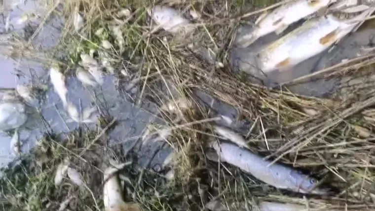 Veliki pomor ribe dogodio se na rijeci Kara&scaron;ica kod Donjeg Miholjca: 'Izvukli smo sto kila ribe. Uglavnom sve mrtvo'