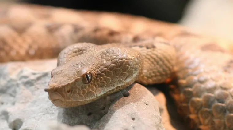 Sve &scaron;to ste željeli znati o poskoku, a niste se usudili pitati: Evo kada je ova zmija najaktivnija i koja doza otrova vas može ubiti