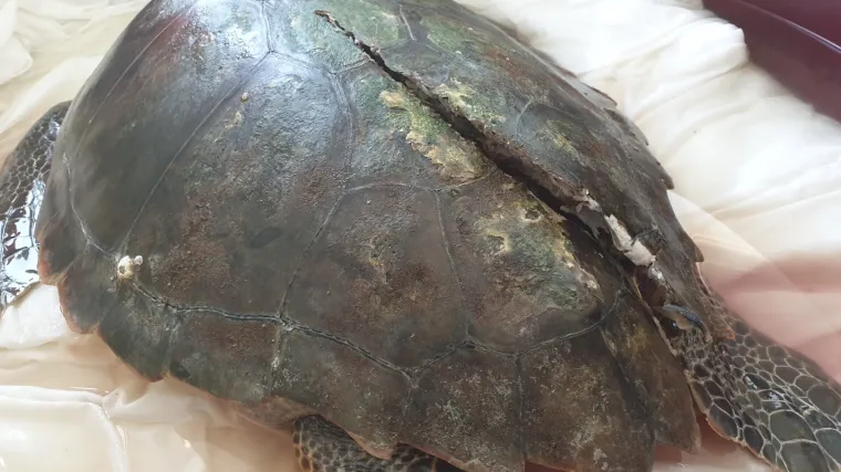 Brodski propeler te&scaron;ko ranio ugroženu morsku kornjaču kod Malog Lo&scaron;inja, hitno su je spa&scaron;avali, ali pomoći nije bilo