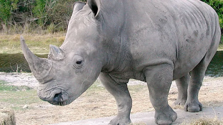 Znanstvenici spa&scaron;avaju sjeverne bijele nosoroge od izumiranja i to pomoću dvije preostale ženke