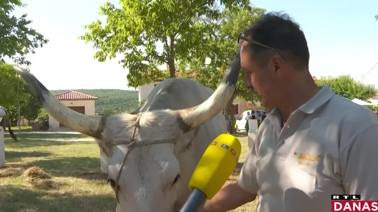 Smotra istarskih goveda: Ove godine najteži i najposlu&scaron;niji bo&scaron;karin oborio je rekord!