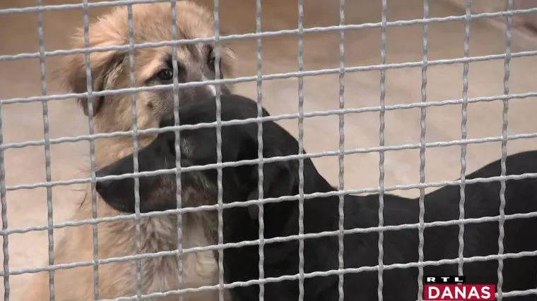 Ljeti skloni&scaron;ta za nezbrinute životinje pucaju po &scaron;avovima: Ne napu&scaron;tajte ljubimce, oni obitelj ne bi nikad napustili!