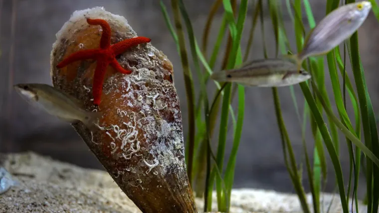 Fantastično! Prona&scaron;li jo&scaron; jednu živu perisku u moru, ogradit će je kavezom da je za&scaron;tite od kupača i plovila