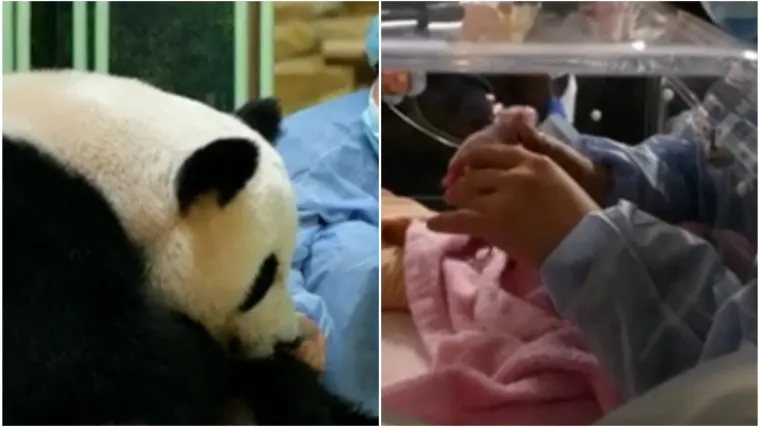 VIDEO Čudo u Francuskoj: U zoolo&scaron;kom vrtu rođene pande blizanci, imaju tek 120 grama