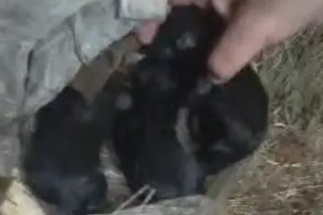 Miro Bulj spašavao tek oštenjene psiće iz kontejnera kraj crkve: 'Još su mokri, nisu progledali...'