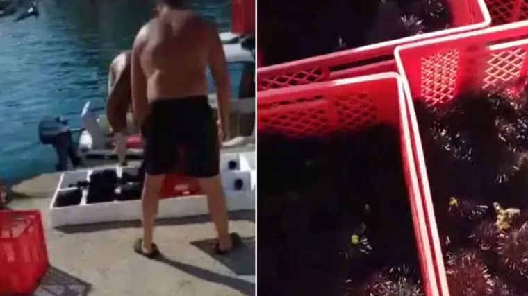 VIDEO 'Danima vade ogromne količine ježeva iz mora i trpaju ih u slovenske hladnjače. Pa to ne može biti normalno'