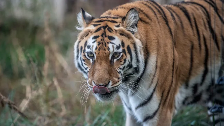 U safari parku tigar usmrtio mladu radnicu: 'Žena nije vidjela da su vrata kaveza životinje otvorena'