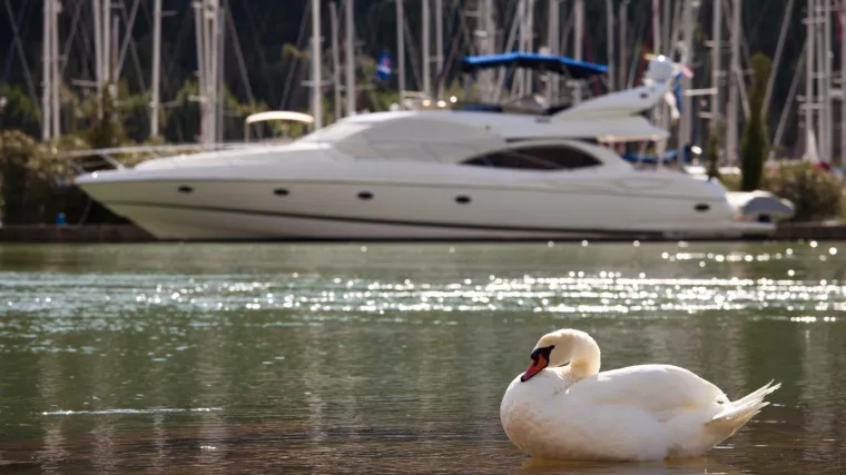 Mađar u Skradinu skočio s jahte na labuda i usmrtio ga: 'Ekipi na brodu je sve bilo urnebesno smije&scaron;no'