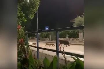 Obitelj veprova prošetala se tik uz kuće u Kostreni