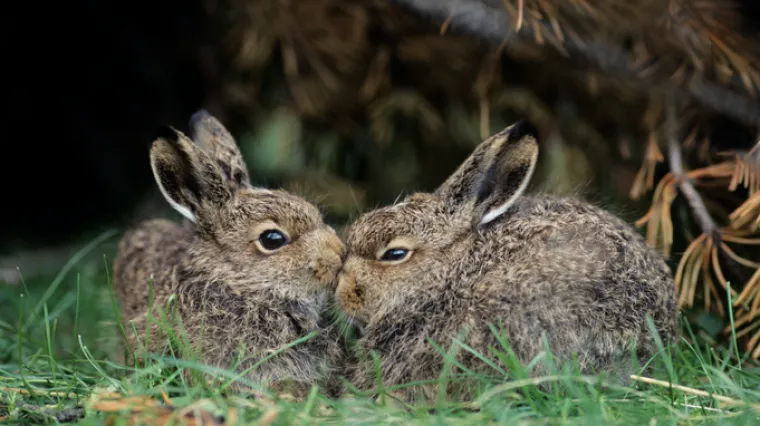 Ove godine je od zečje groznice oboljelo vi&scaron;e ljudi nego u protekla tri desetljeća