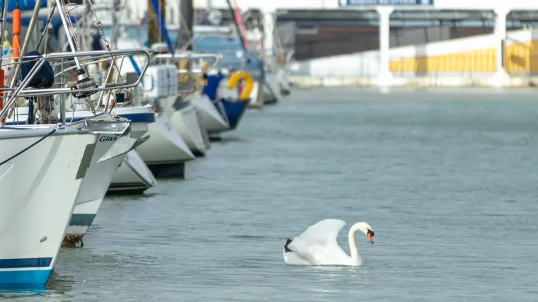 DORH skida sa sebe odgovornost u slučaju usmrćenog labuda, Prijatelji životinja traže sankcije za Mađara