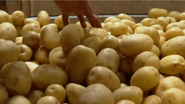 Su&scaron;a i visoke temperature uzele su svoj danak: Krumpira će biti čak 70 posto manje, cijena bi mu trebala biti dvostruko veća