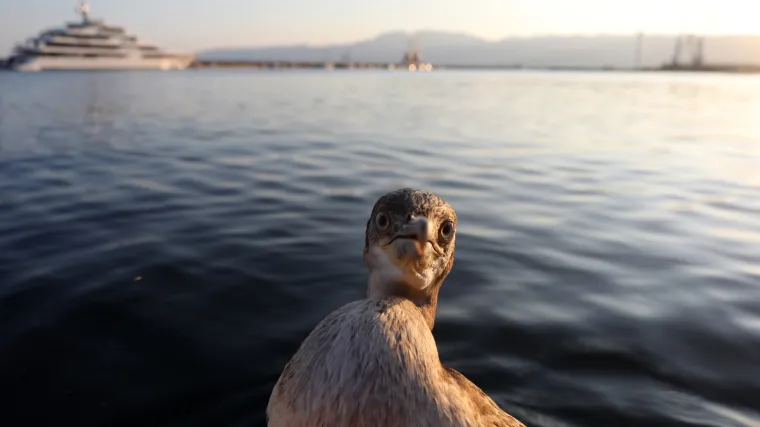 Agresivac na Molatu: 'Samo izroni pored tebe i kljucne te! Ja sam četvrta žrtva. Mojoj kćeri je raskrvario nos'