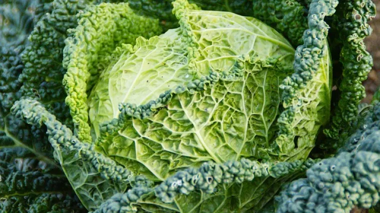 Varivo od kelja s domaćom dimljenom slaninom