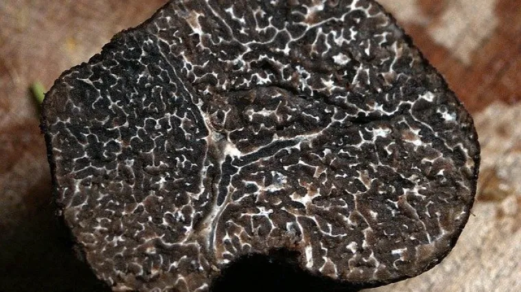 Tagliatelle s umakom od tartufa