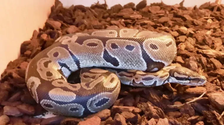 FOTO/VIDEO &Scaron;ok u zagrebačkoj Dubravi: Kraljevski piton dogmizao do kuće. Ne zna se čiji je