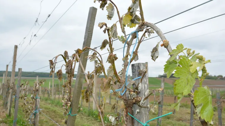 Vinodolske vinograde napale su ove životinje: 'Najvi&scaron;e vole Chardonnay'