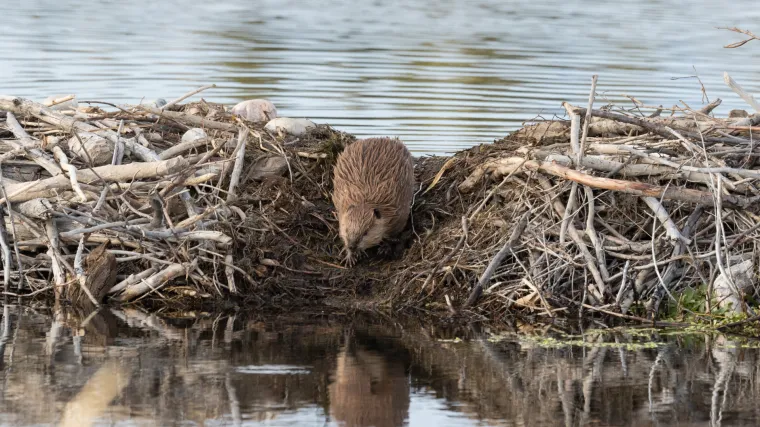 U Zagorju imaju velikih problem s dabrovima: Posljednjih godina ima ih previ&scaron;e jer nemaju nikakvog neprijatelja