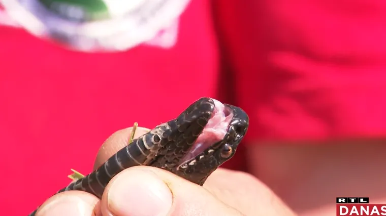 Dječak kojeg je ugrizla otrovna riđovka danas je pu&scaron;ten kući, a zmijolovci nikad nisu imali vi&scaron;e posla