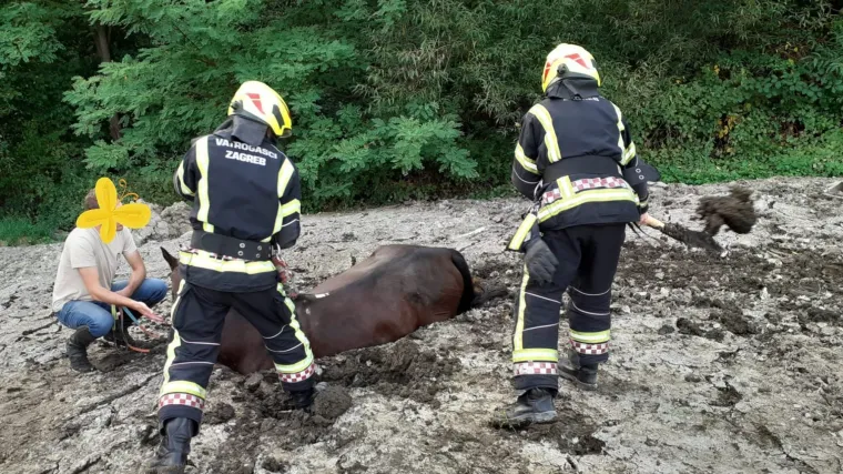 Neobičan zadatak: Zagrebački vatrogasci spasili konja koji je zapeo u blatu