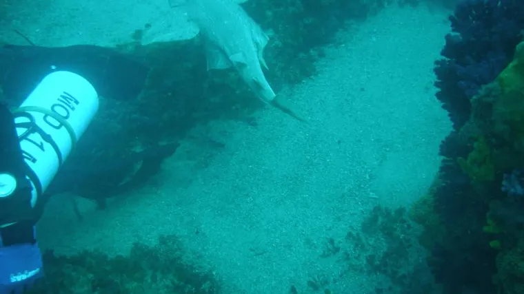 Do sada u Jadranu nitko nije snimio ovog morskog psa: 'Ovo je najstrože za&scaron;tićena vrsta, na rubu je opstanka!'