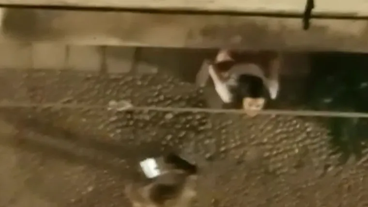 Polugoli turisti skaču po fontanama i krovovima i uriniraju po gradu. Komunalni redari naplatili jednu kaznu