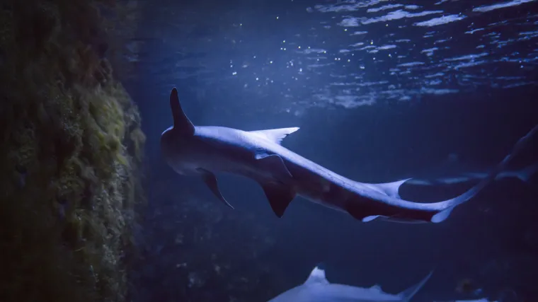 Rijetko 'djevičansko rođenje': Ženka morskog psa oplodila se bez mužjaka u talijanskom akvariju