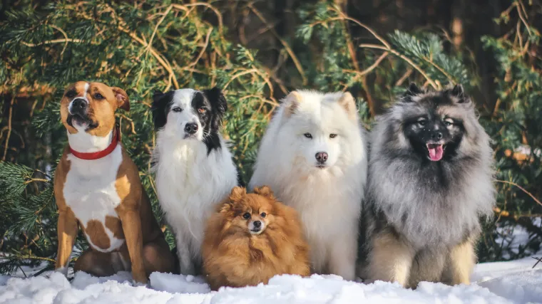 Nelogičnosti novog pravilnika o psima: Ako je životinja kupljena od uzgajivača ne može biti opasna?