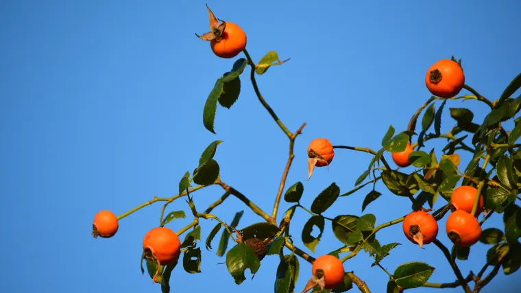 Niz komplikacija: Zbog prevelikog unosa ovog voća 42-godi&scaron;nja Zagrepčanka zavr&scaron;ila na hitnoj