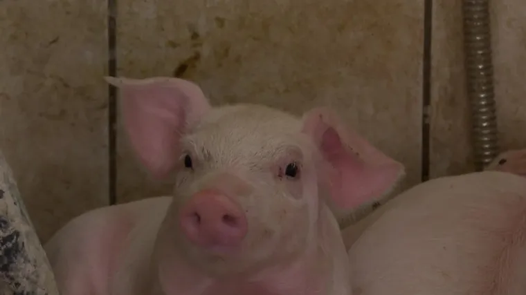 Cijene hrane i dalje rastu, proizvođači odojaka na te&scaron;kim su mukama: 'Turisti dolaze k nama i onda tu jedu okuse svog zavičaja'