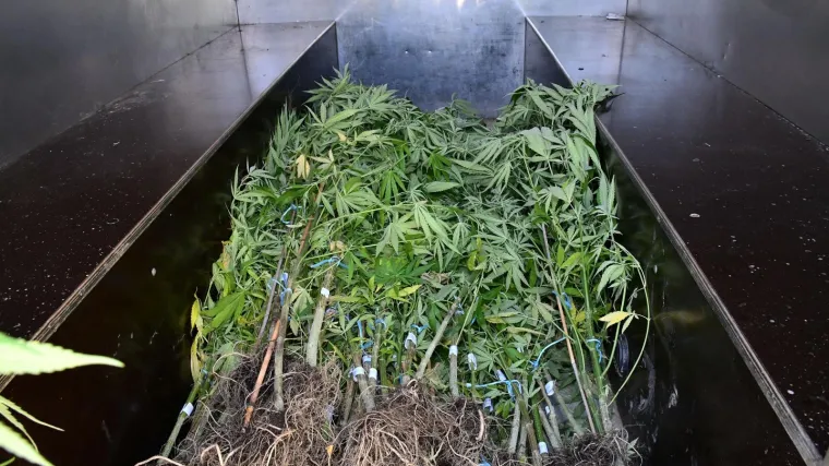 Umirovljenik i 10 godina mlađi kolega uzgajali 91 stabljiku indijske konoplje. Sve dok ih nisu uhvatili policajci