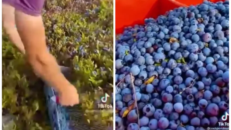 Video berbe zabezeknuo tisuće: 'Ne znam kako sam to zamišljao, ali ovako sigurno nisam'