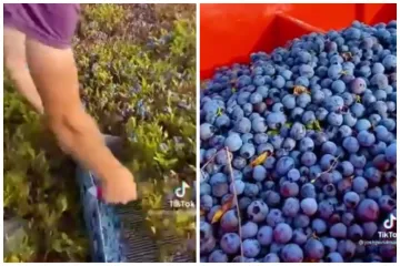 Video berbe zabezeknuo tisuće: 'Ne znam kako sam to zamišljao, ali ovako sigurno nisam'